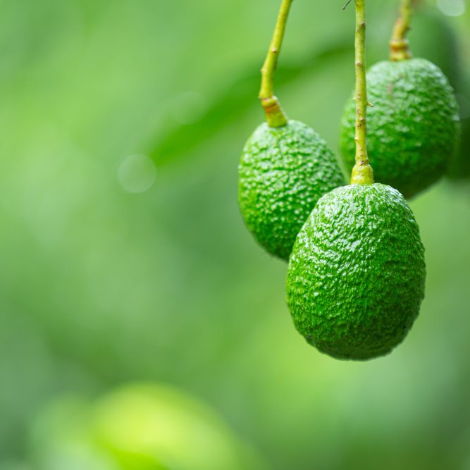 crecimiento árboles aguacates
